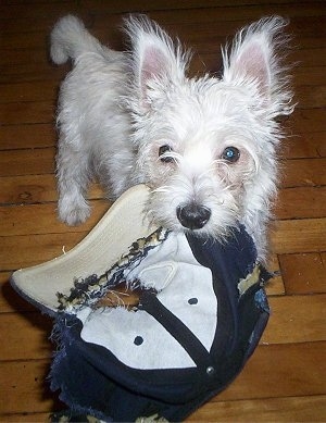 A shaggy looking, white West Highland White Terrier is standing on a hardwood floor with a chewed up blue and white baseball cap in its mouth.